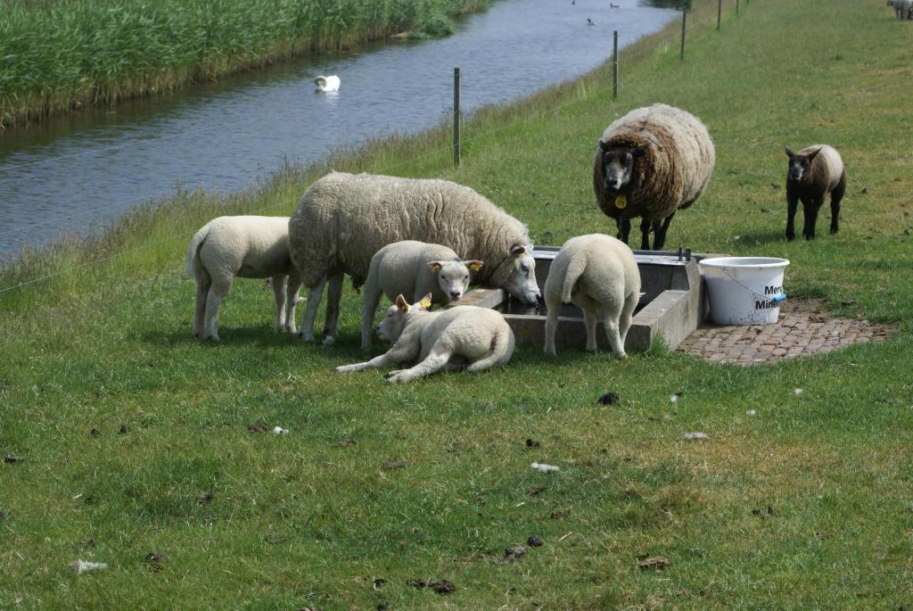 Molenaar Bed & Breakfast *